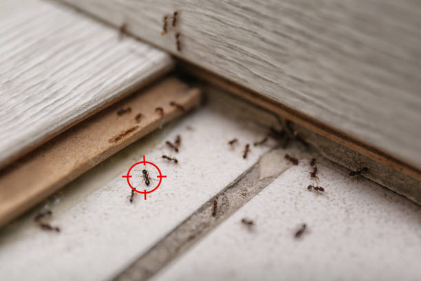 Spider Control Near Me in Twin Falls, ID