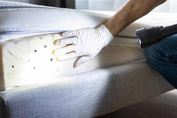 Best Pest Removal Services  in Twin Falls, ID