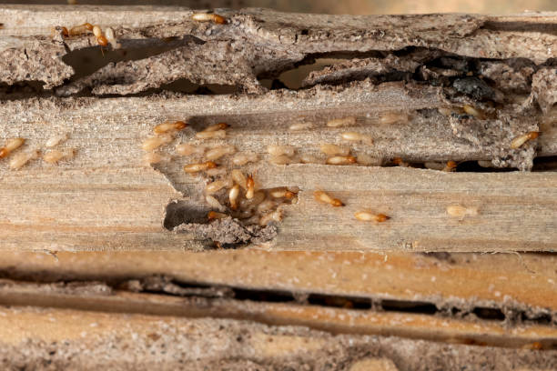 Best Pest Inspection Near Me  in Twin Falls, ID
